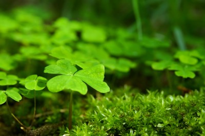 shutterstock_1490189