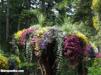 Glacier Gardens