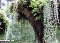 Glacier Gardens