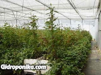 Розы