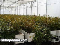Розы