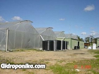 Розы