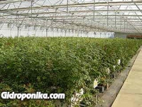 Розы