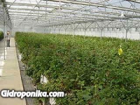 Розы
