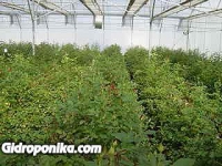 Розы