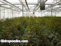 Розы