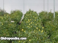 Розы