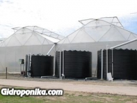 Розы