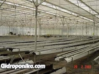 Розы