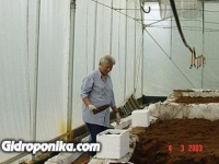 Розы