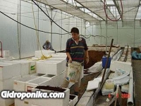 Розы