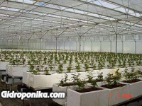 Розы